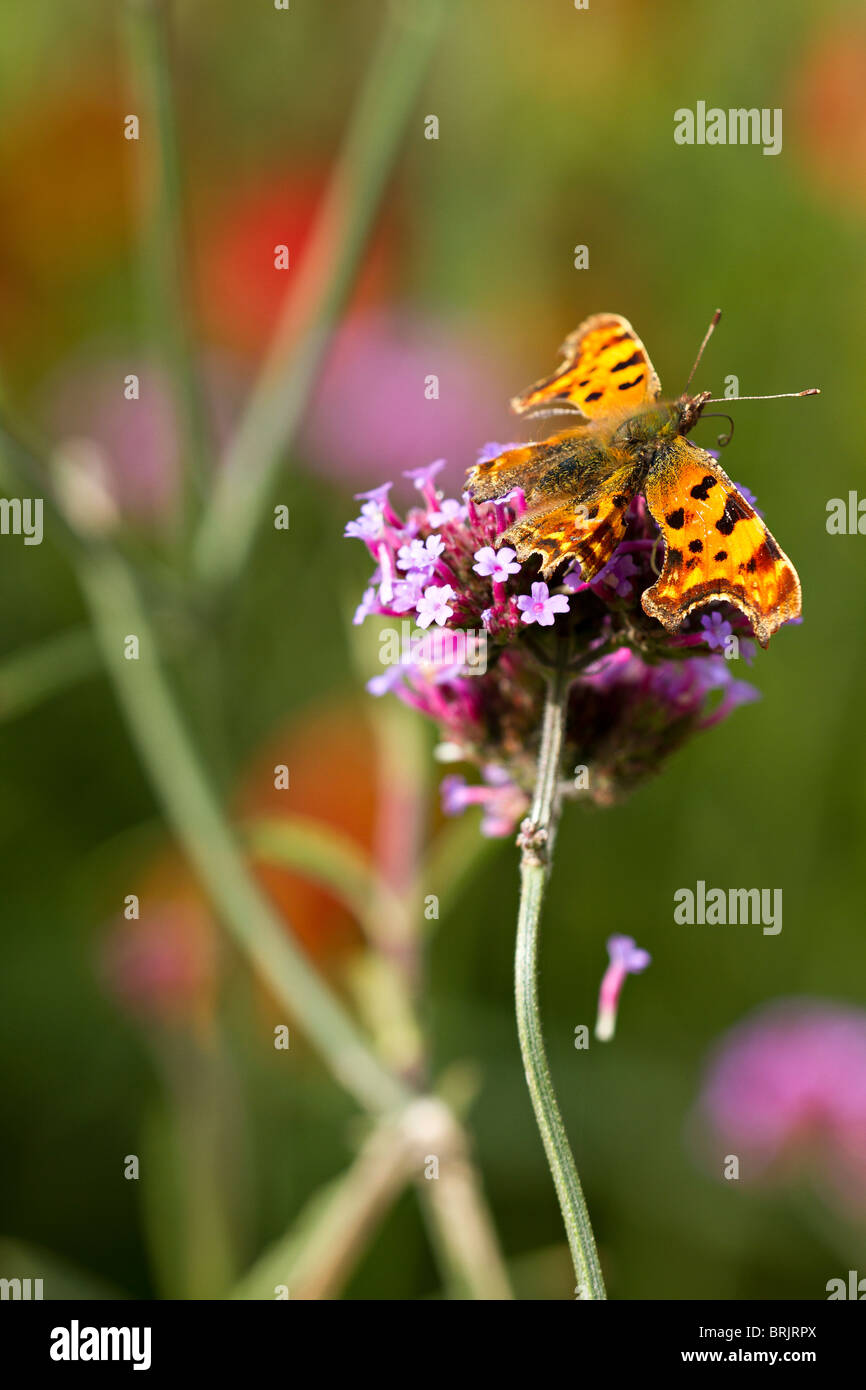 Komma Schmetterling Fütterung auf Verbena bonariensis Blume im frühen Herbst in Großbritannien Stockfoto