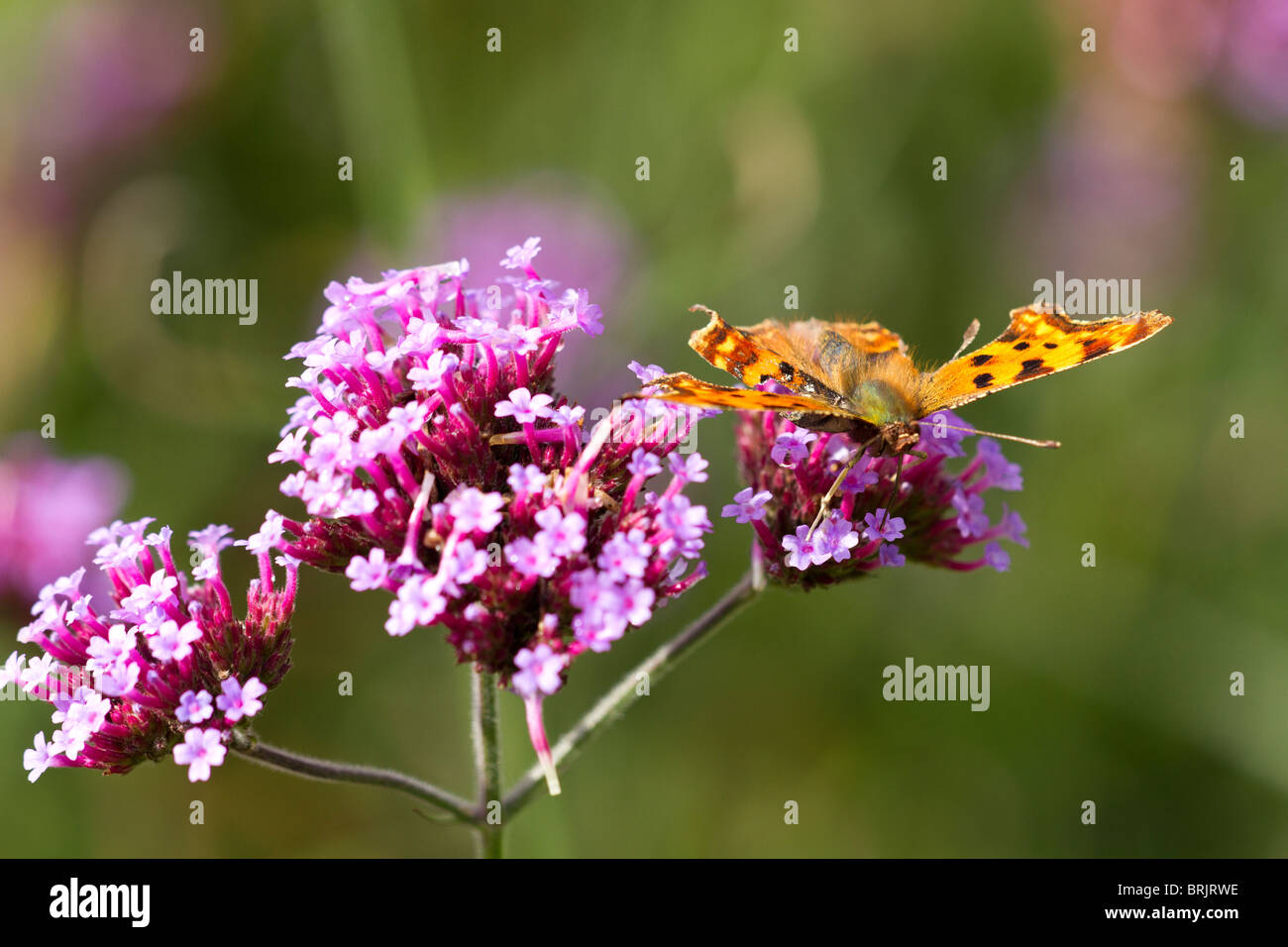 Komma Schmetterling Fütterung auf Verbena bonariensis Blume im frühen Herbst in Großbritannien Stockfoto