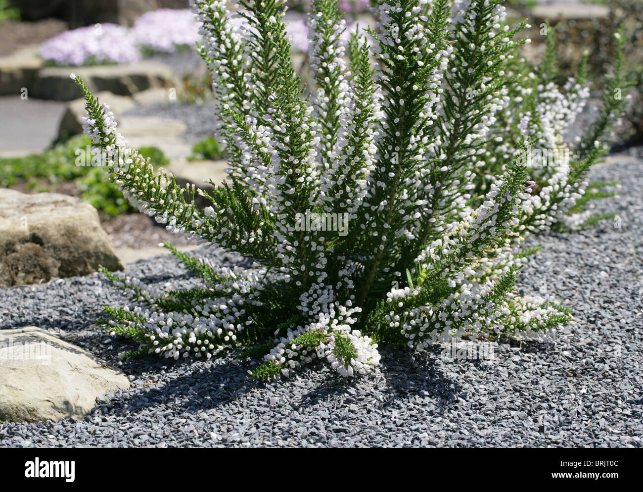 Falsche Heide oder Pichi Pichi Pichi, Fabiana Imbricata, Solanaceae, südliches Südamerika. Auch bekannt als Peta und Romero. Stockfoto