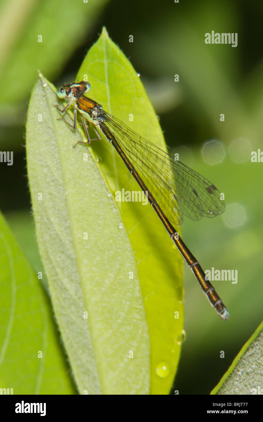 Segge Sprite (Nehalennia Irene) Damselfly - weiblich Stockfoto