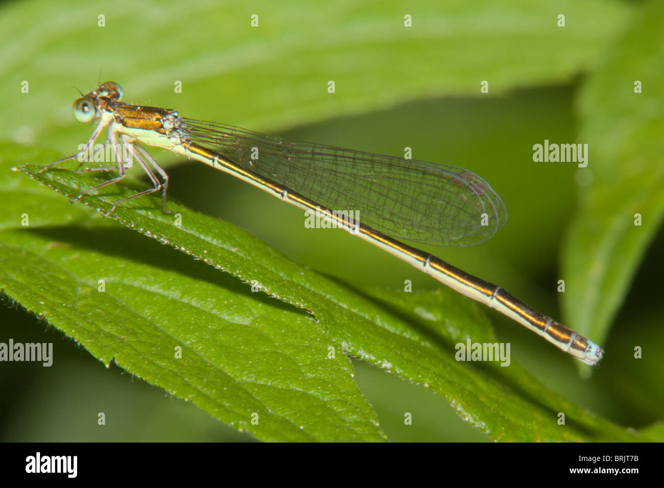 Segge Sprite (Nehalennia Irene) Damselfly - weiblich Stockfoto