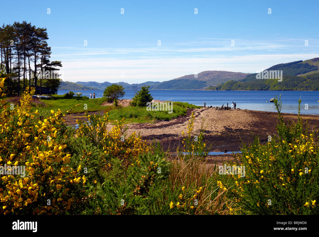 Blick auf Loch Fyne von strachur Bay, Nr, Inveraray Argyll. Schottland. Mit Besen und Ginster blühen Stockfoto
