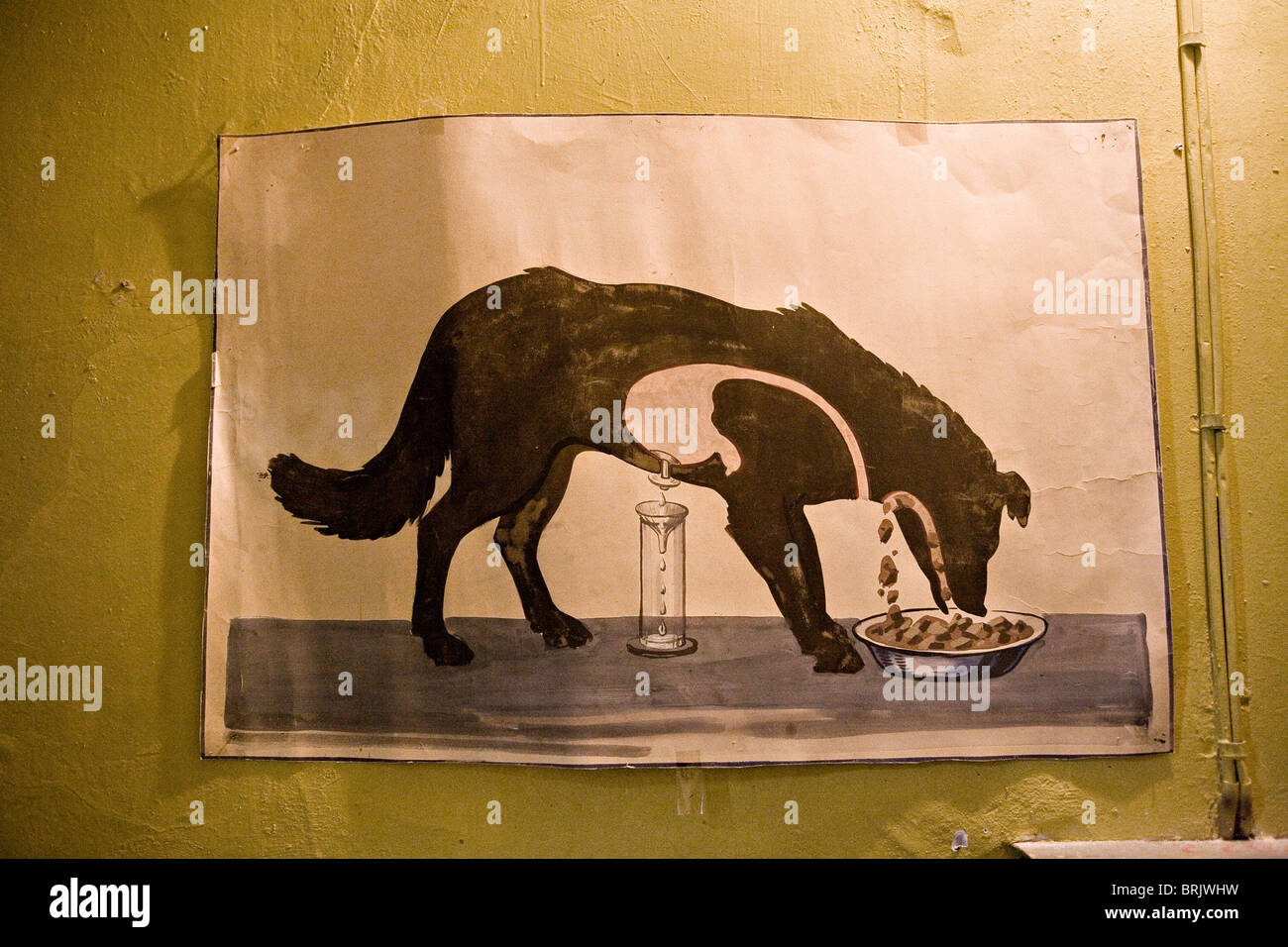 Sowjetischen Plakat aus dem Ivan Pavlovs Versuchsanstalt in Koltushi zeigt die Magen-Funktion des Hundes Stockfoto
