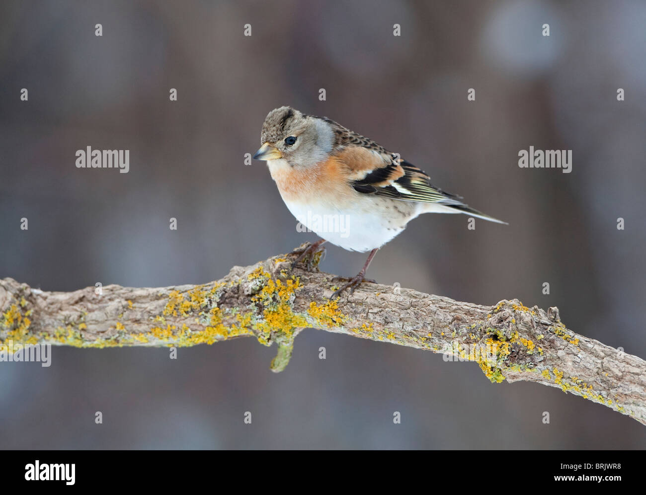 Weiblicher Bergfink (Fringilla Montifringilla) im Winterkleid thront auf einem Ast Stockfoto