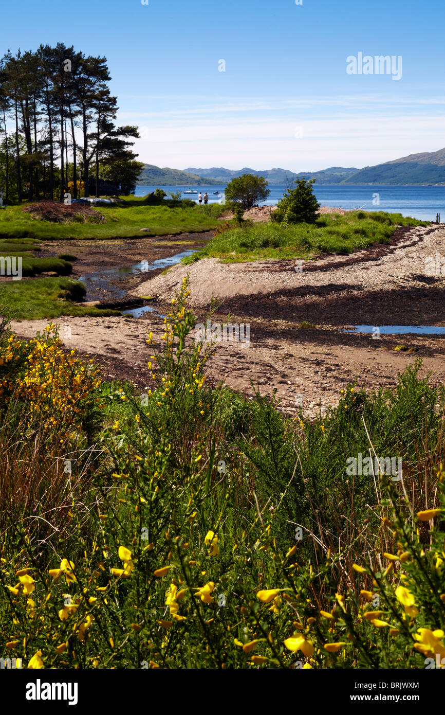 Blick auf Loch Fyne mit Föhren und gelb blühenden Ginster und Besen von strachur Bay, Nr, Inveraray Argyll. Schottland Stockfoto