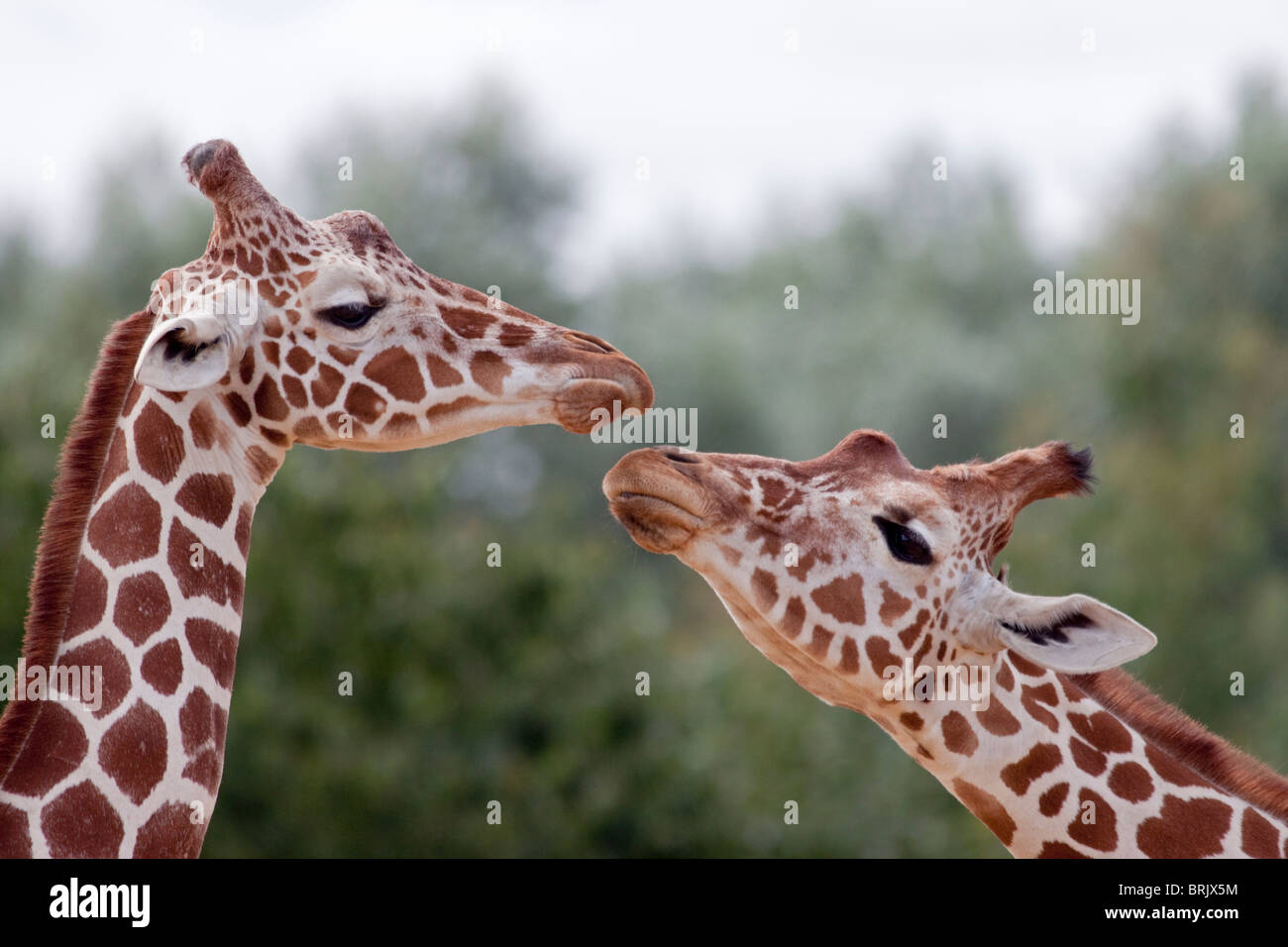 Giraffen (Giraffa Camelopardarlis) Stockfoto