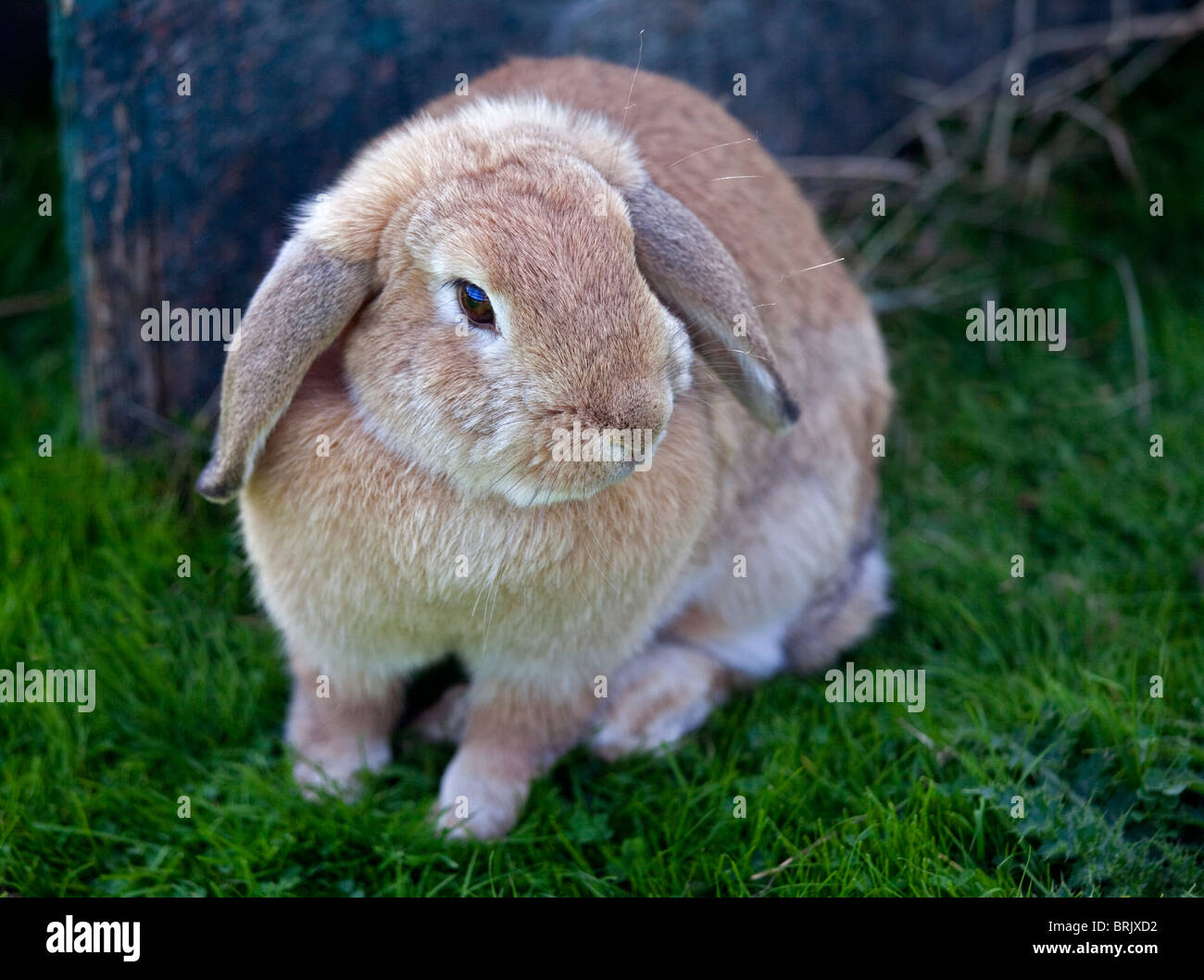 Beige Zwerg hängeohrigen Kaninchen Stockfoto