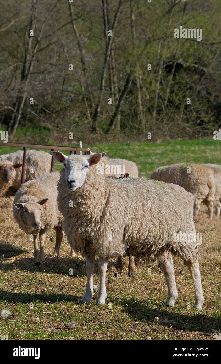 Schafe beobachten misstrauisch Passanten auf ihrem Gebiet in Sussex Stockfoto