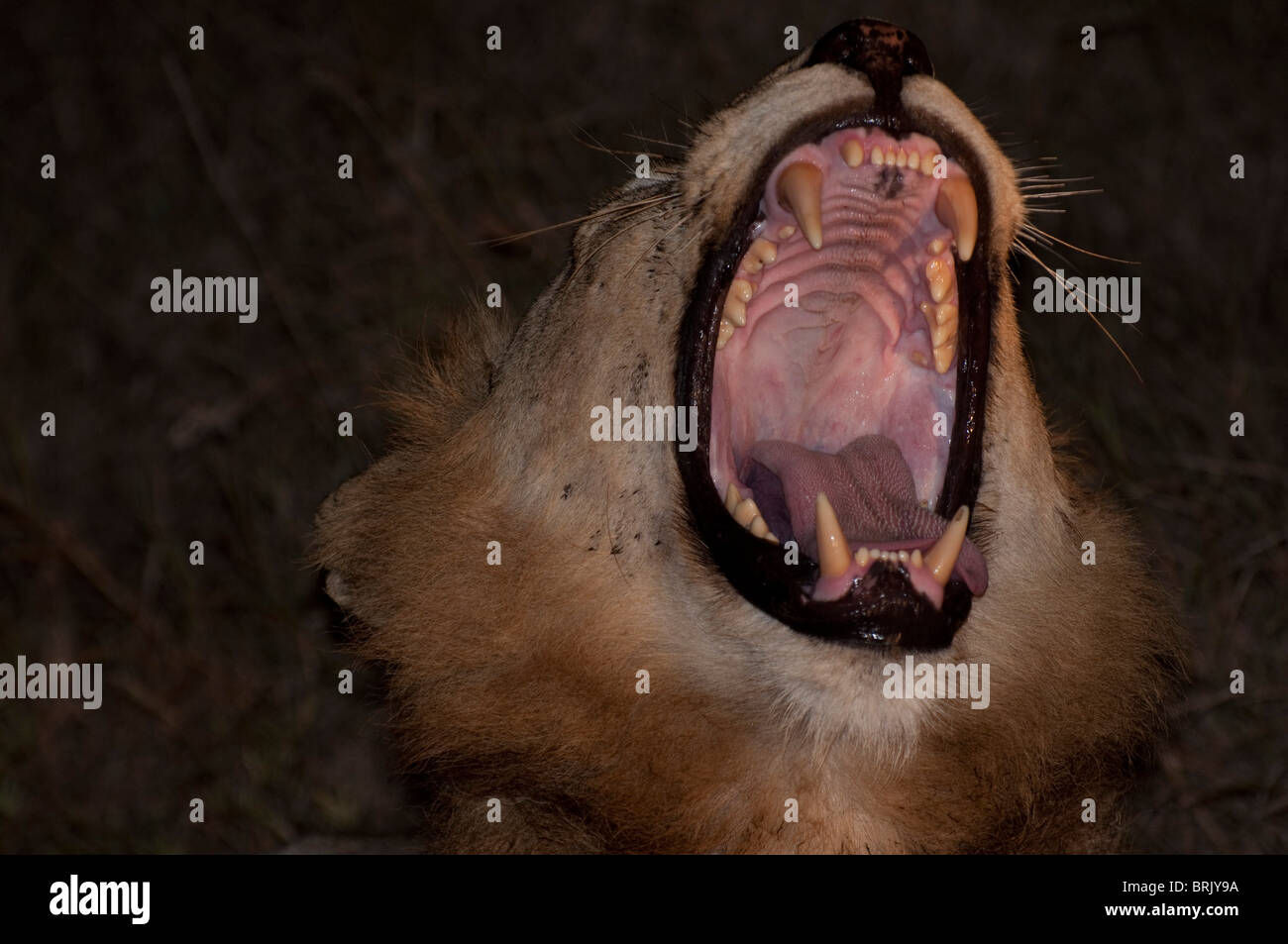 Männlicher Löwe, Gähnen Stockfoto