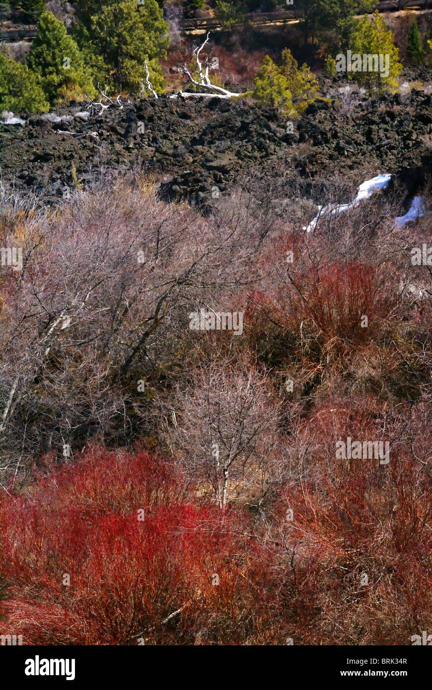 Wilde Landschaft, roter Osier Hartriegel und Lava Feld, Deschutes River Trail, Central Oregon Stockfoto