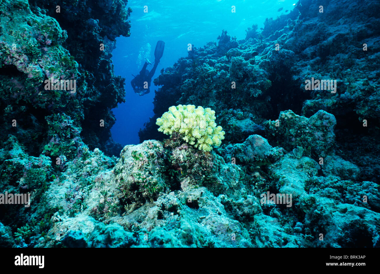 Eine Taucher untersucht Korallen in einem Unterwasser-Canyon in einem tropischen Riff Stockfoto