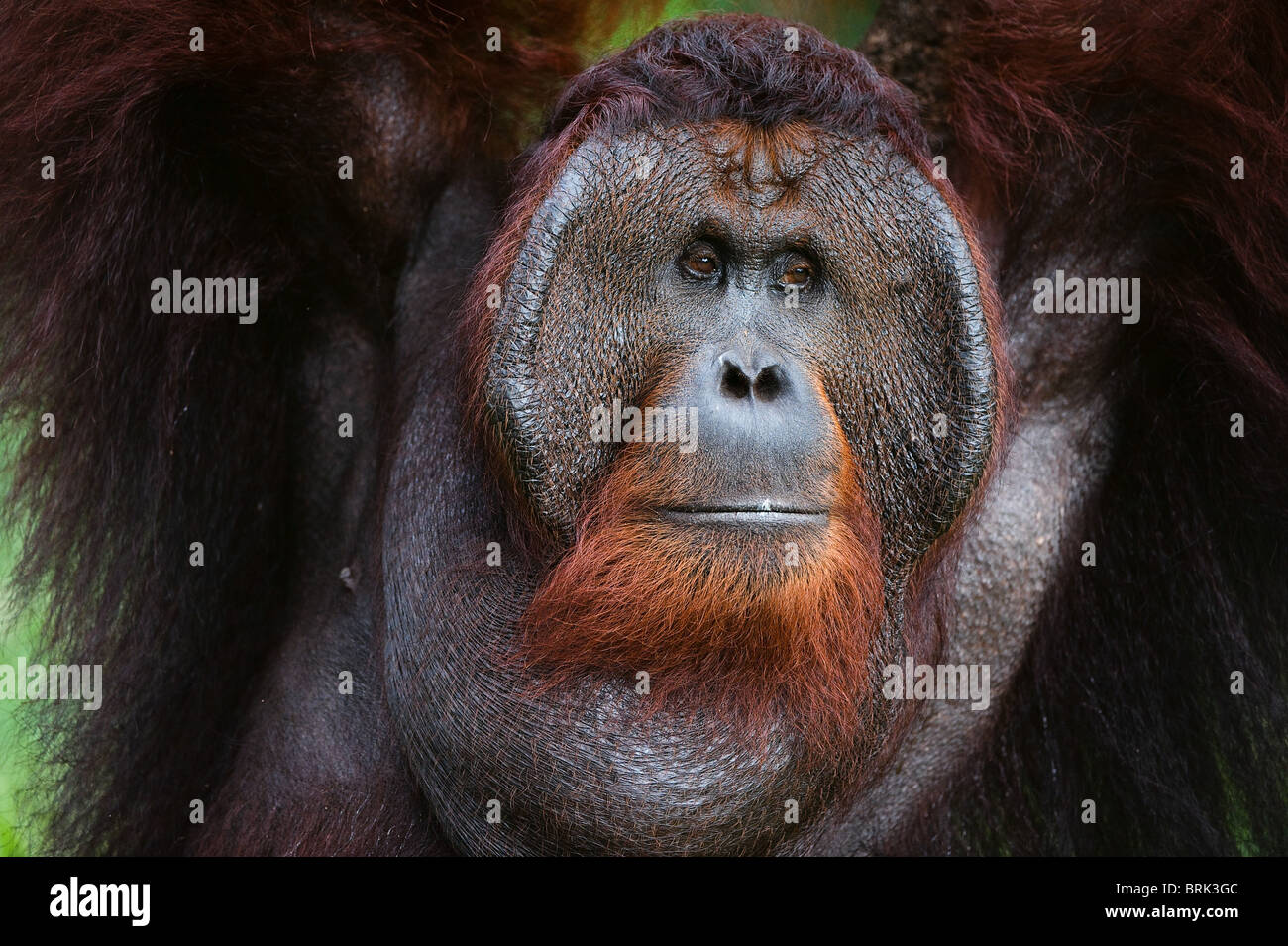 Porträt der Orang-Utan. Stockfoto