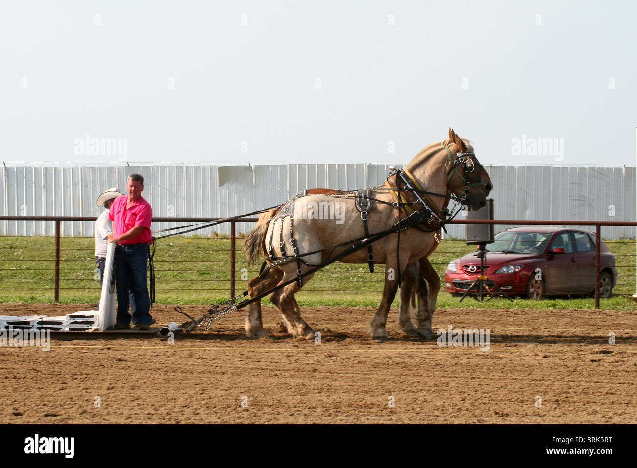 Sanfte Riesen schwere Entwurf Pferd ziehen. Stockfoto