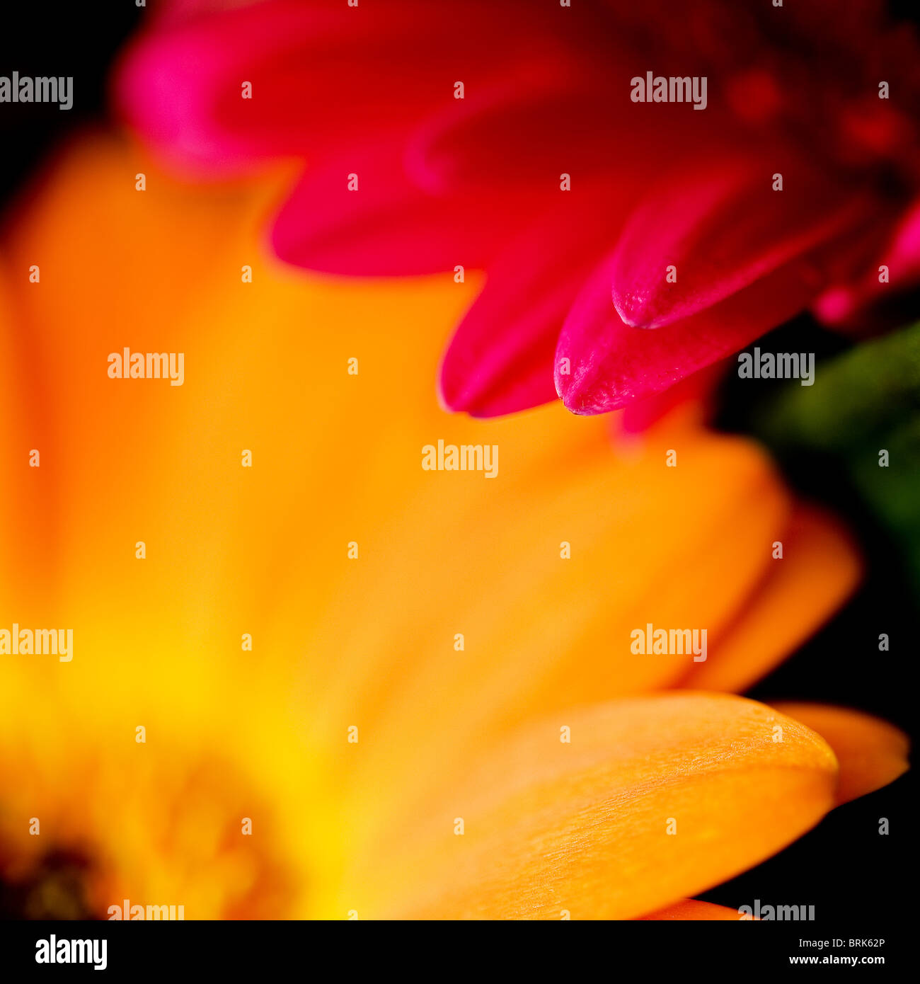 Die Blütenblätter der Blume Gerbera Pflanze.  Foto von Gordon Scammell Stockfoto