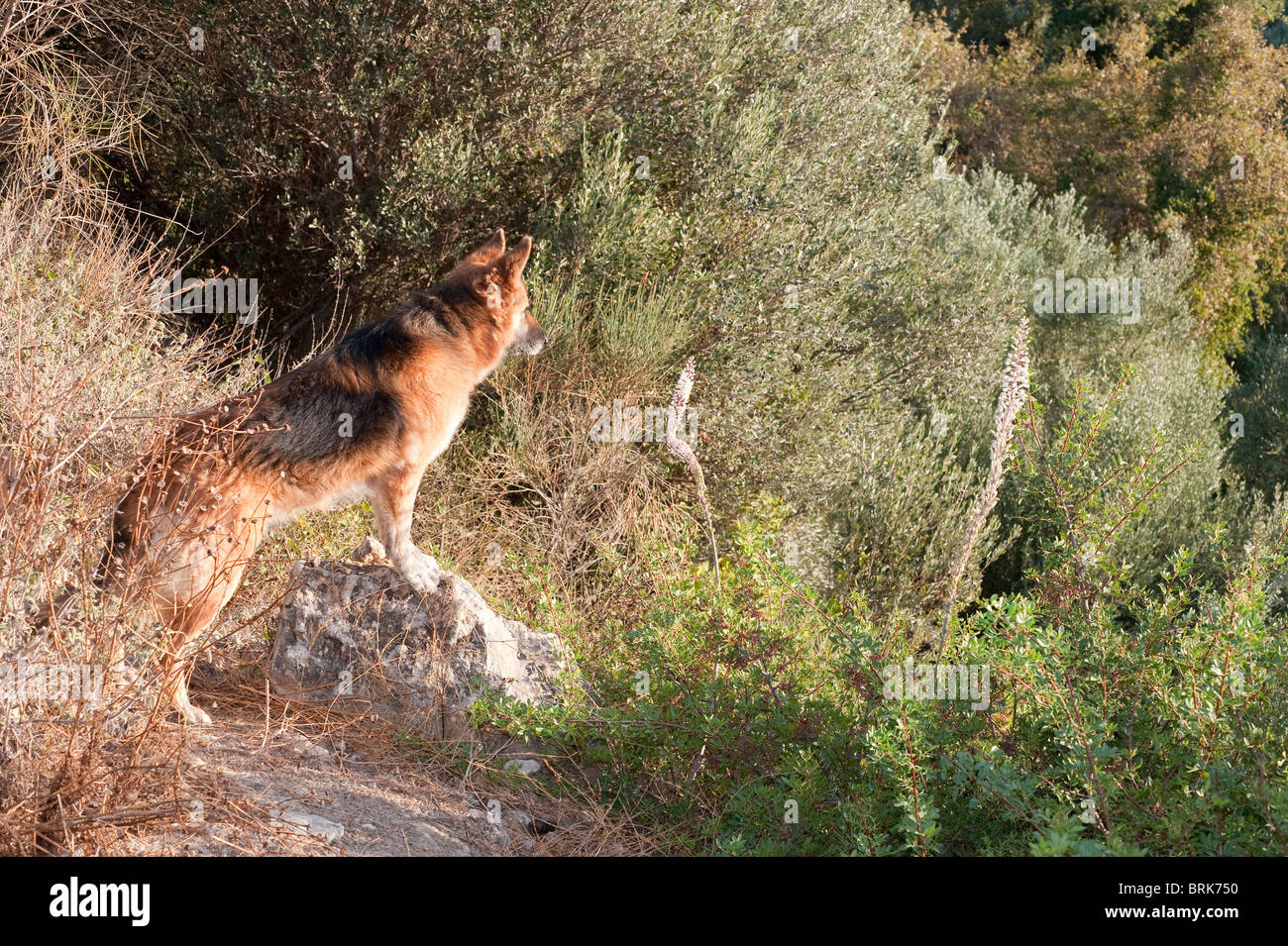 Deutscher Schäferhund Hund stehen auf Felsen für eine bessere Ansicht zu warnen Stockfoto