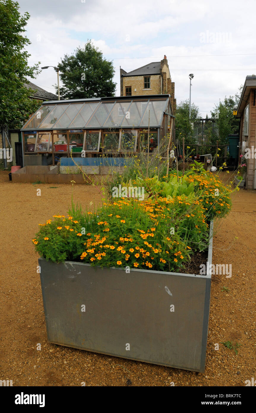 Tagetes Tenuifolia verwendet als Mischkultur in einem großen Stahl Behälter in eine städtische Gemeinschaft, Gartengewächshaus im Hintergrund Stockfoto