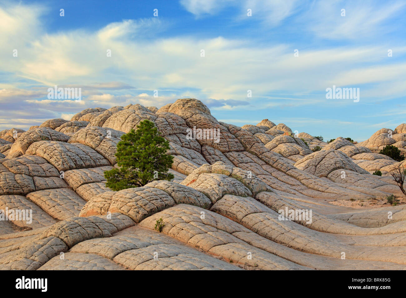 Felsformationen in der White Pocket-Einheit der Vermilion Cliffs National Monument, Arizona Stockfoto