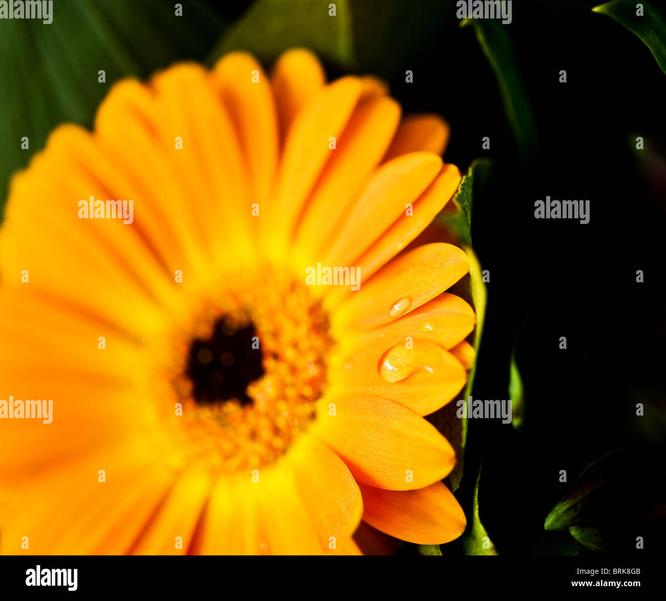 Ein Wassertropfen auf den Blütenblättern der Blüte der Pflanze eine Gerbera.  Foto von Gordon Scammell Stockfoto