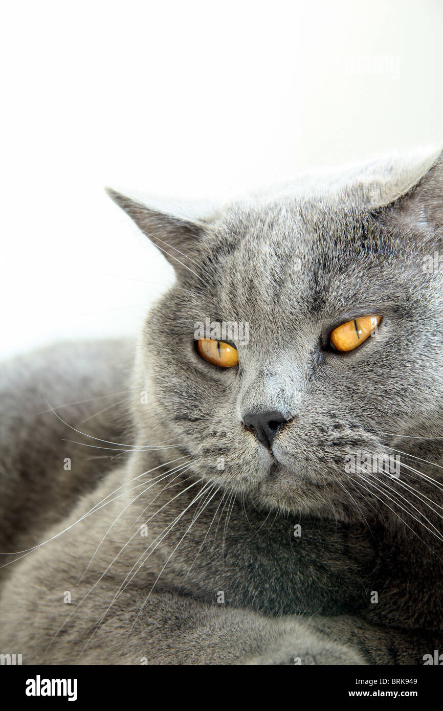 Britische blaue Katze mit orangefarbenen Augen auf weißem Hintergrund Stockfoto