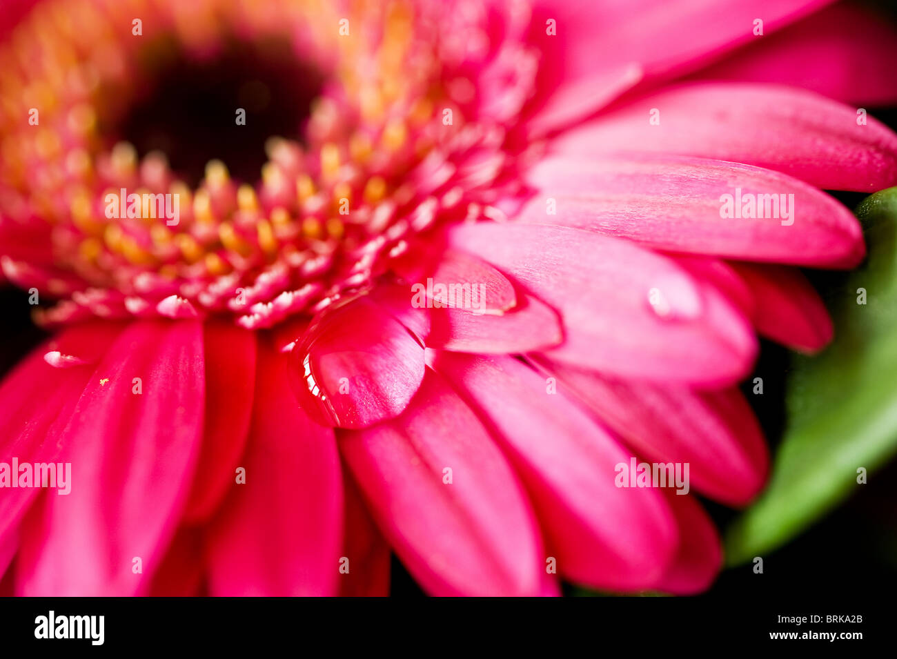 Wassertropfen auf die Blütenblätter der Blume des eine Gerbera. Foto von Gordon Scammell Stockfoto