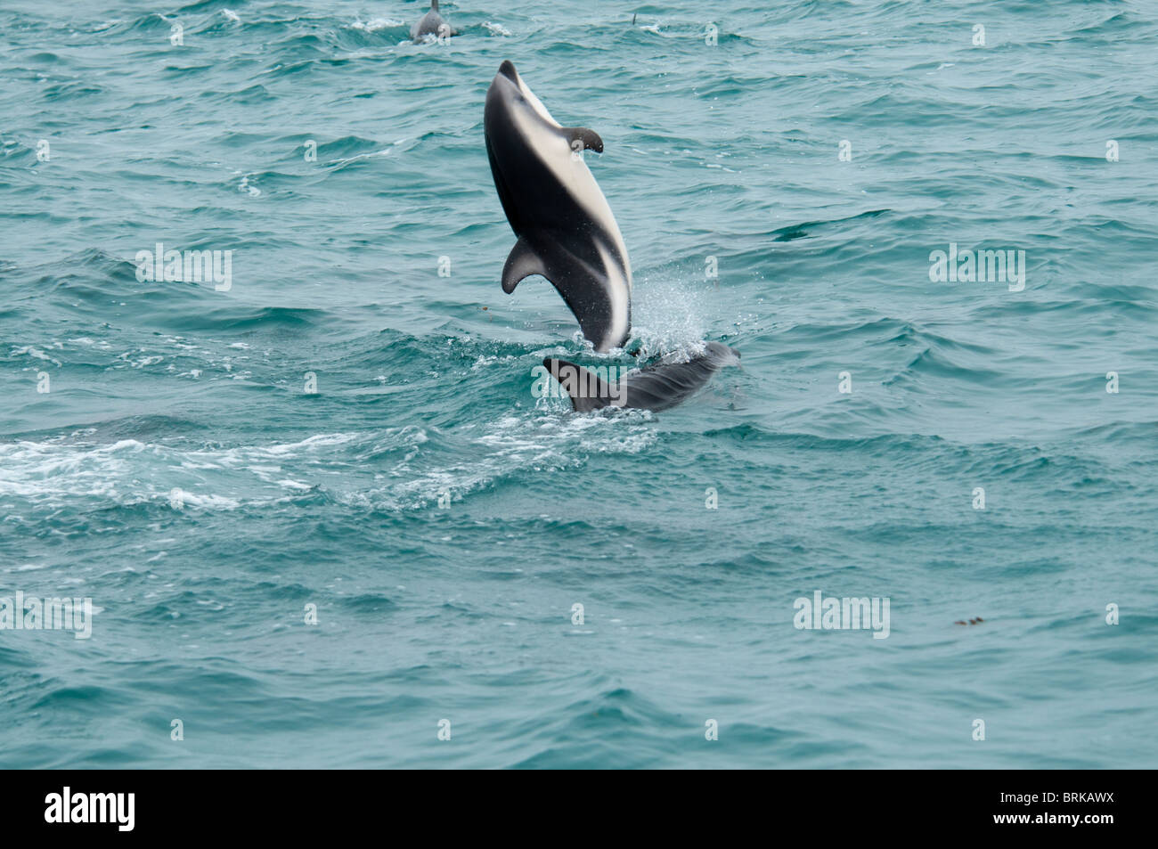Dusky Dolphin Lagenorhynchus Obscurus springen im Pazifischen Ozean in der Nähe von Kaikoura, Neuseeland Stockfoto