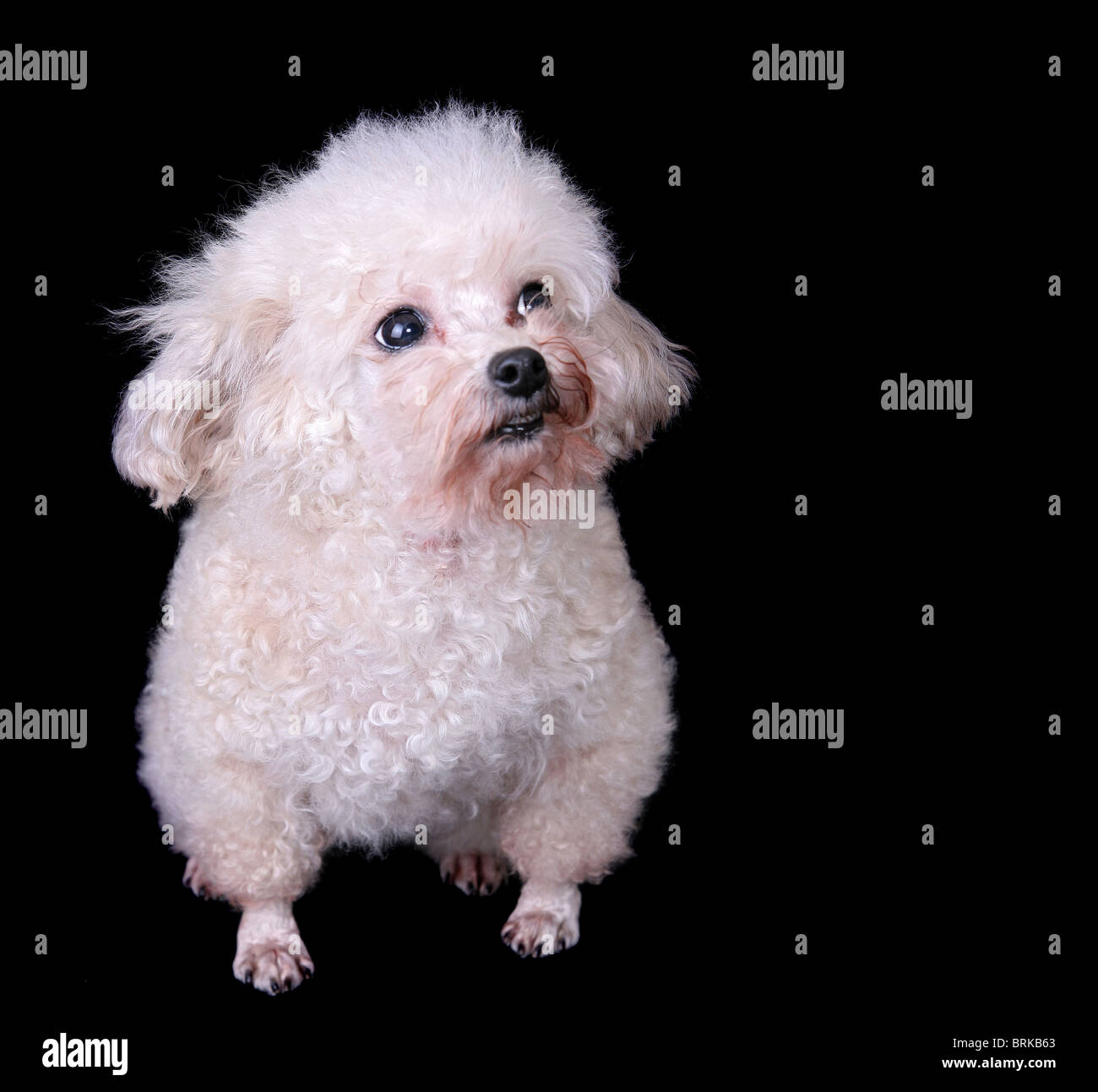 eine süße weiße Hund allein auf schwarzem Hintergrund isoliert Stockfoto