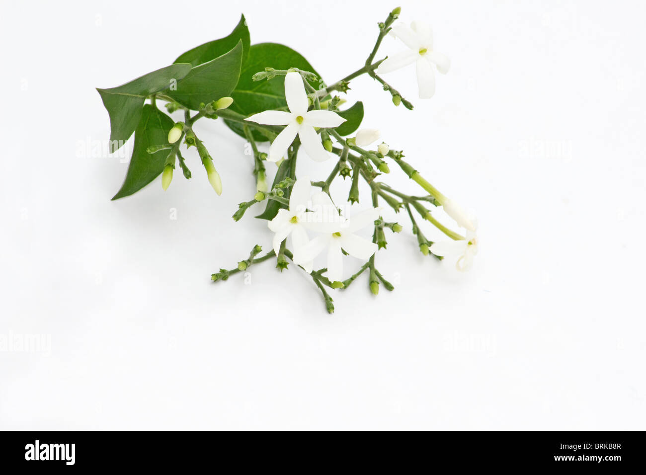 Azoren Jasmine auf weißem Hintergrund Stockfoto