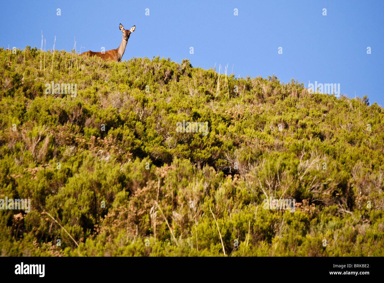 28 Sep 2010 Hirsch in Sierra De La Demanda Bergen, in der Nähe von Valdezcaray, Ezcaray, La Rioja, Spanien Stockfoto