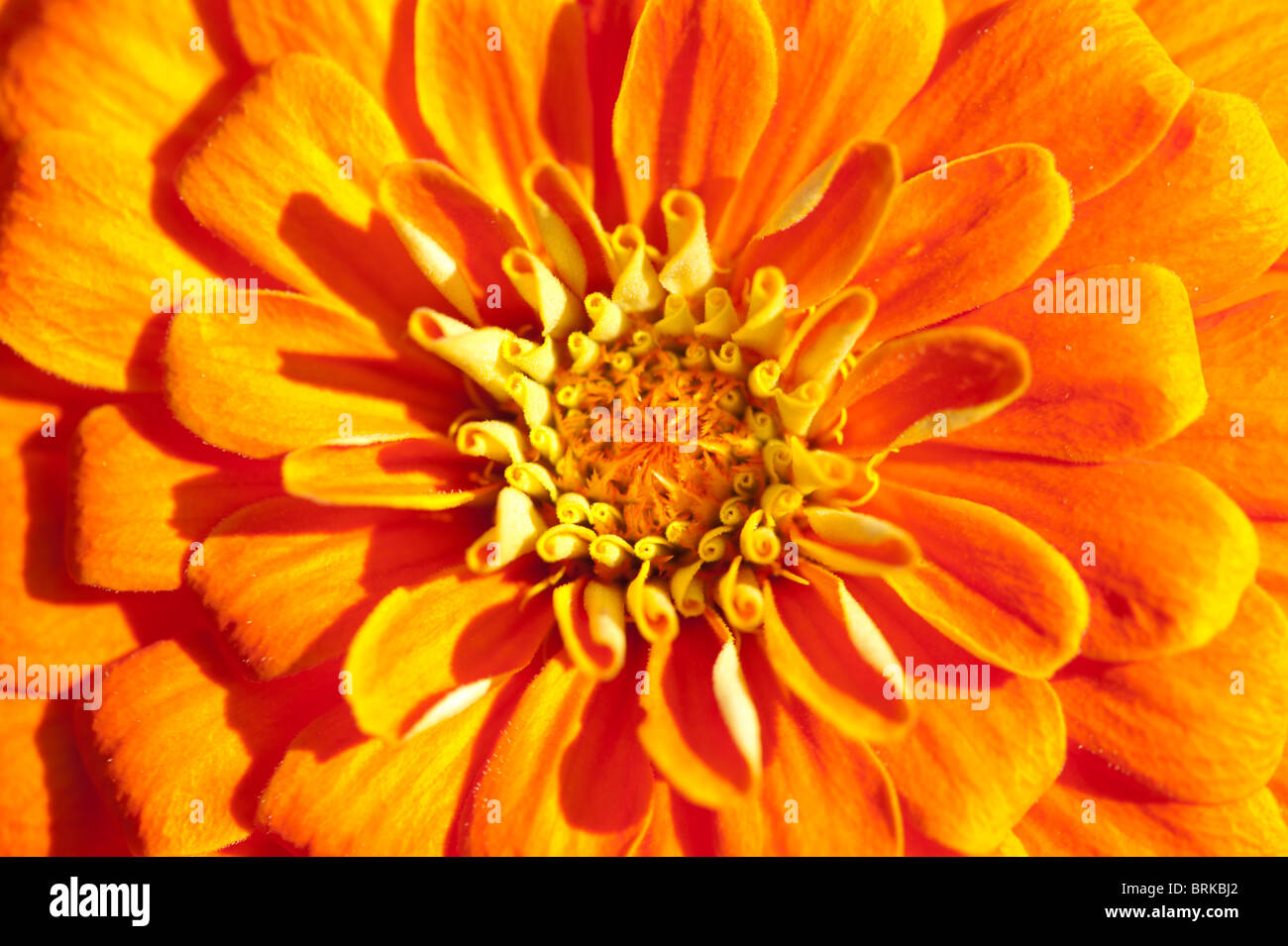 Goldene Chrysantheme Nahaufnahme. Konzentrieren Sie sich auf die mittleren Blütenblätter Stockfoto