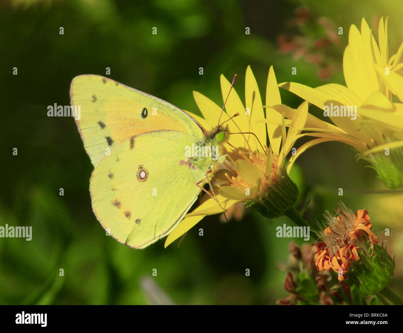 Orange Schwefel Schmetterling Stockfoto