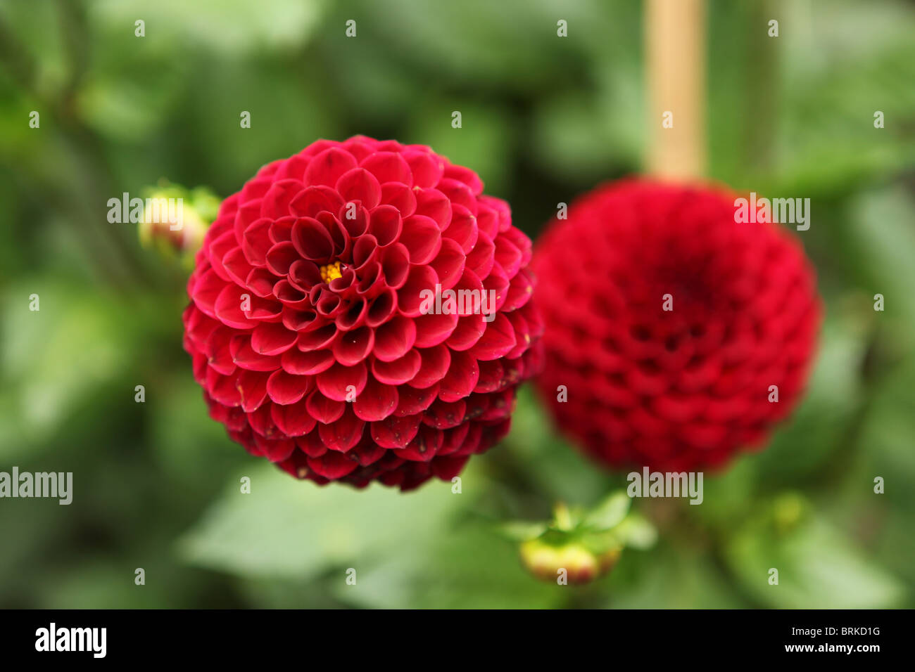 Dahlie (Straßen vor), rote Kugel Blumen Stockfoto