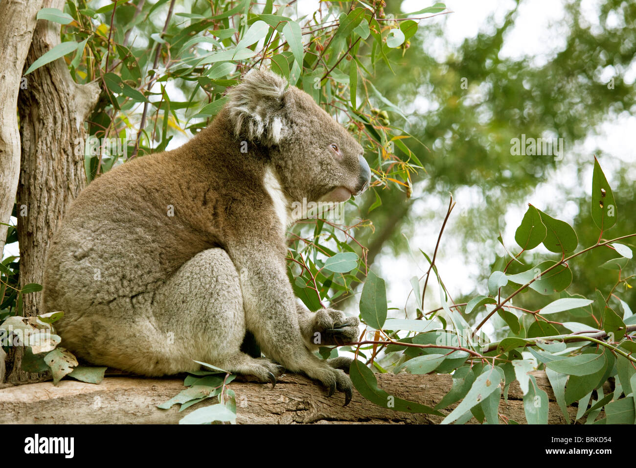 Koalabär Essen Eukalyptus-Blätter in Victoria Australien Stockfoto