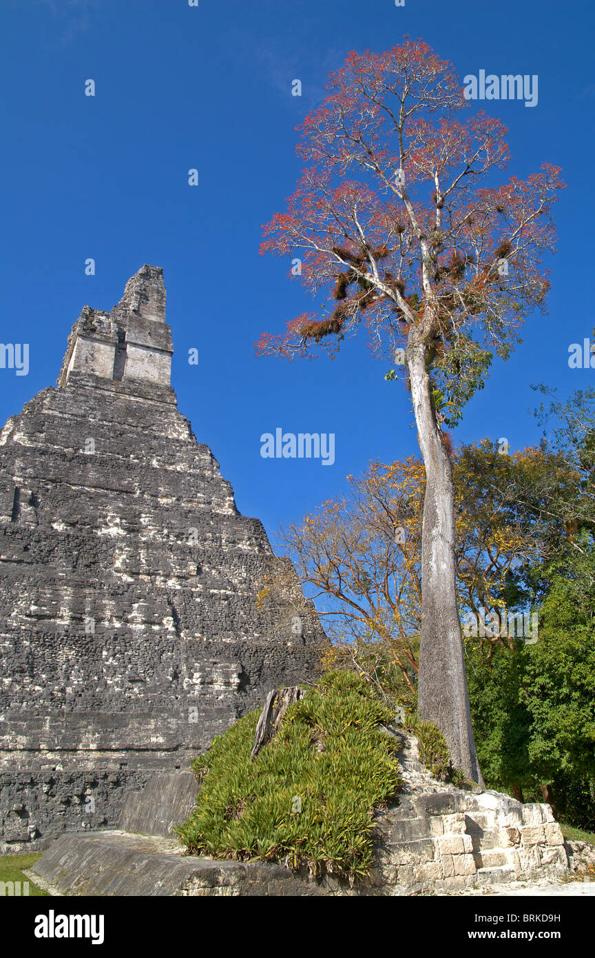 Große Jaguar-Tempel und Großbaum Tikal El Petén Nationalpark, Guatemala; Ein UNESCO-Weltkulturerbe Stockfoto