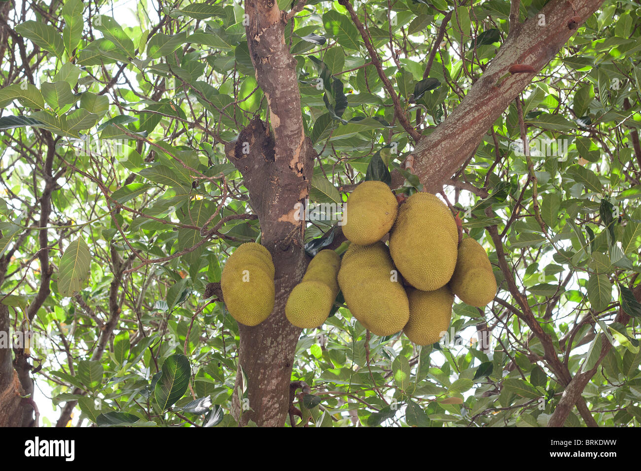 Jackfrucht (artocarpus heterophyllus) wächst auf der tropischen Insel Mauritius auf Bäumen. Stockfoto