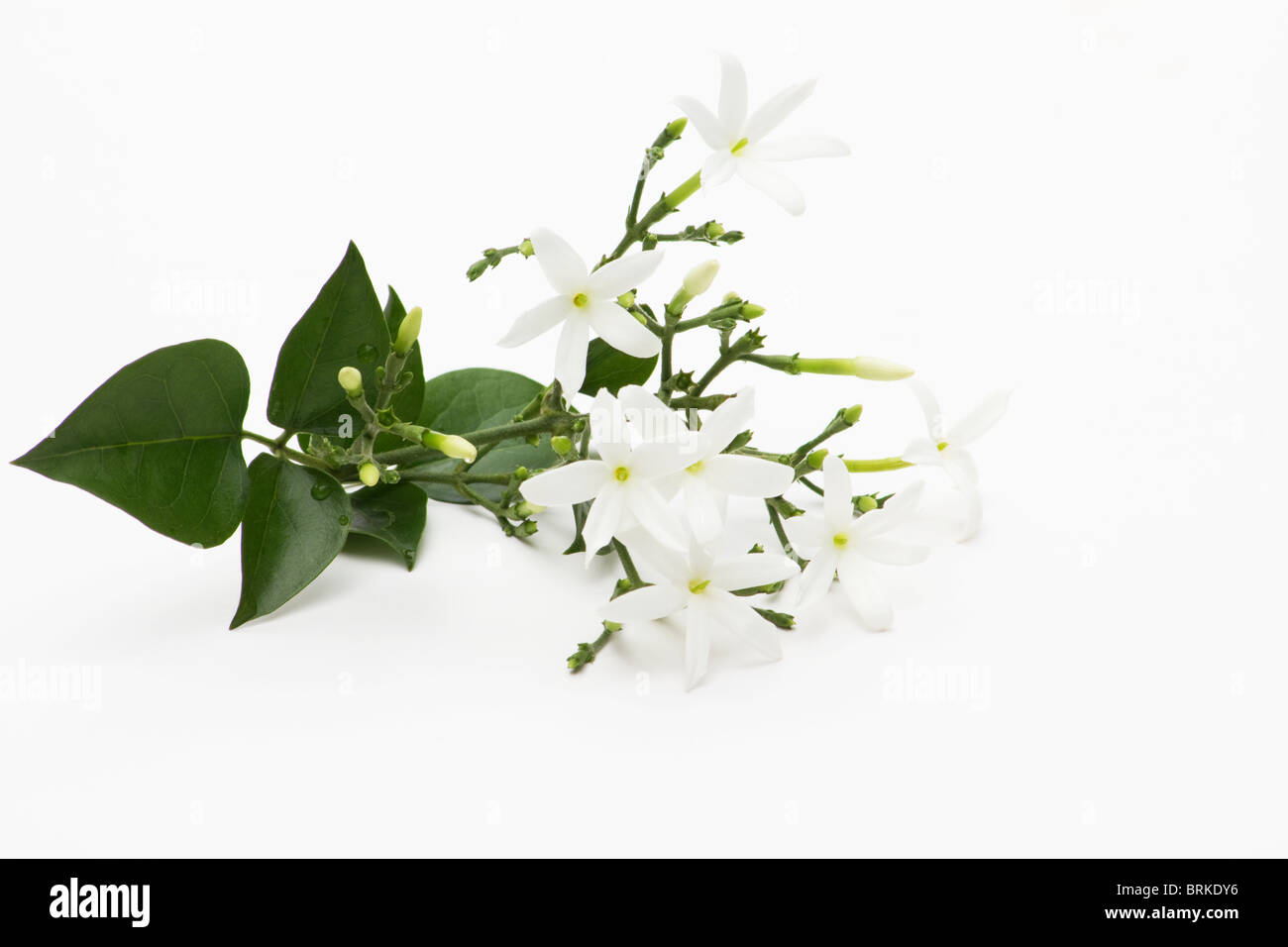 Azoren Jasmine auf weißem Hintergrund Stockfoto