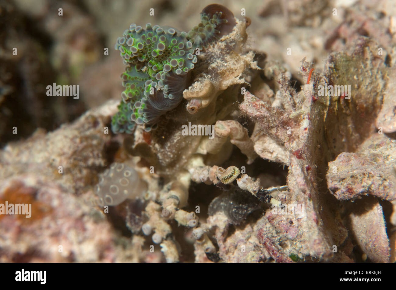 Ein Dekorateur Krabbe mit einer Anemone und Manteltier als Tarnung auf ein Riff in Indonesien. Stockfoto