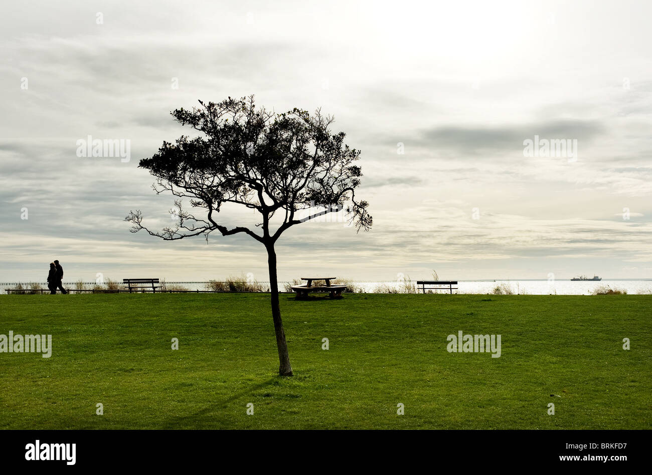 Ein Baum Orient Beach in Shoeburyness in Essex.  Foto von Gordon Scammell Stockfoto