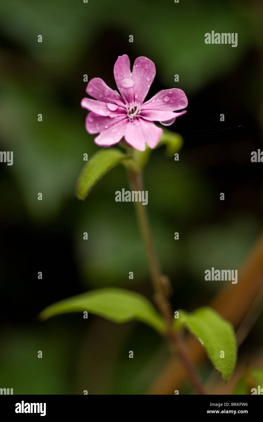 Red Campion Blume. Foto von Gordon Scammell Stockfoto