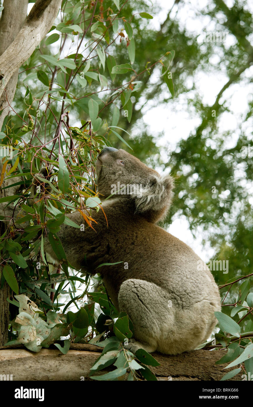 Australien Koalabär Essen Eukalyptus Blätter in Victoria Australien, eine echte australische! Stockfoto