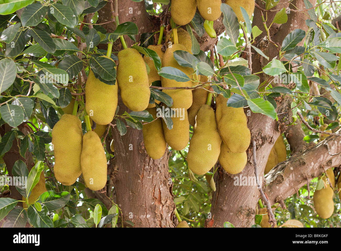Jackfrucht (artocarpus heterophyllus) wächst auf der tropischen Insel Mauritius auf Bäumen. Stockfoto