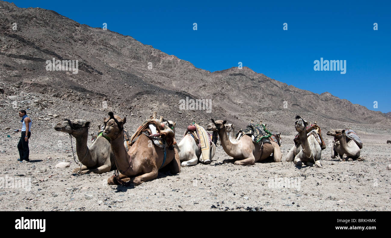 Kamele in Ruhe Stockfoto