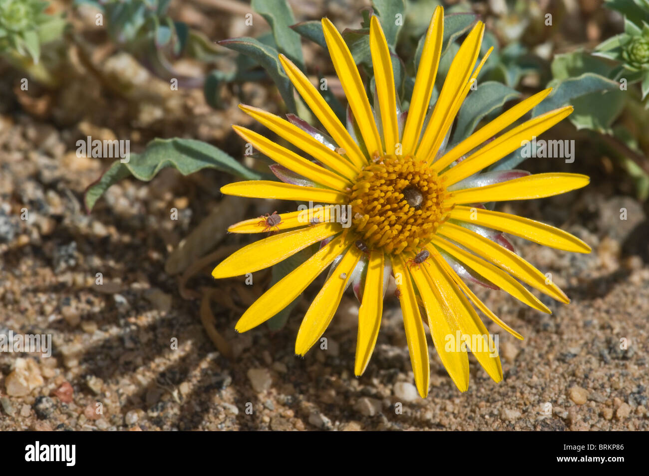 Chaetanthera SP. Nahaufnahme Blume mit Milben auf Blütenblätter, östlich von Punta de Los Burros Atacama Wüste Chile Stockfoto