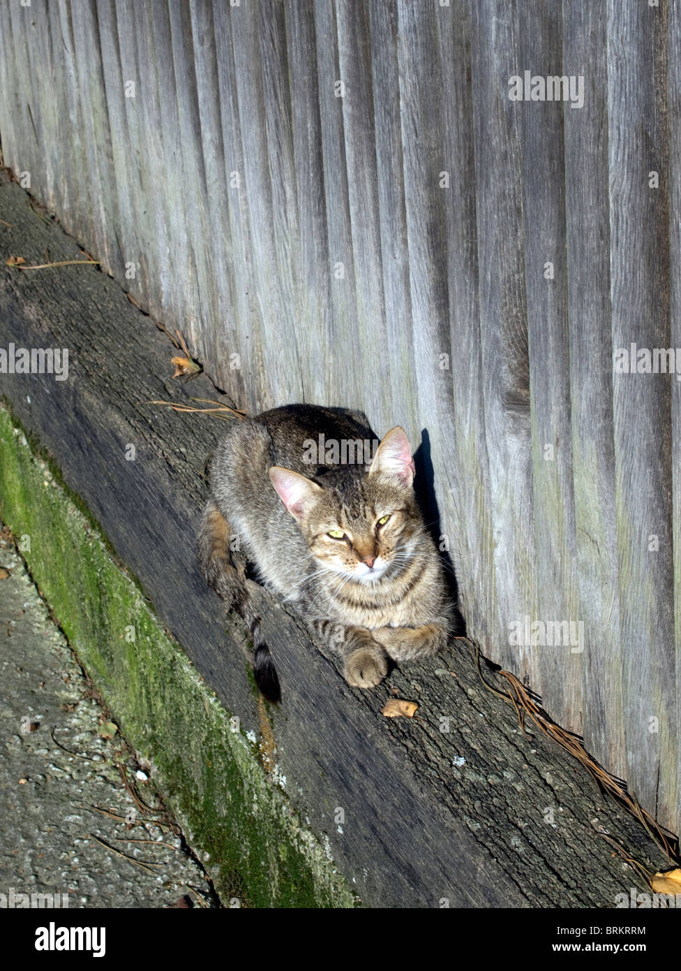 Katze auf der Sonne Stockfoto