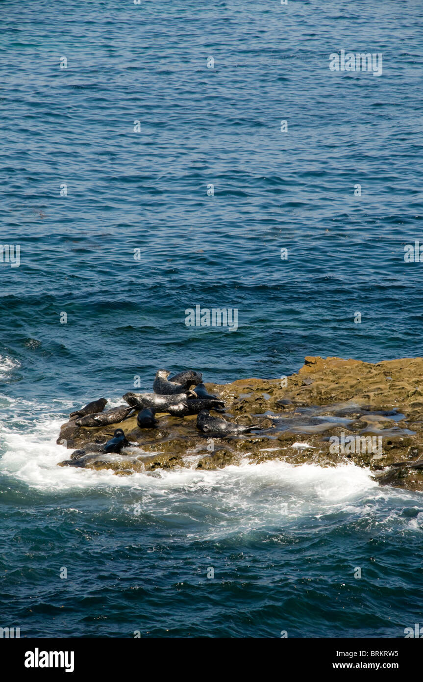 Dichtungen in La Jolla, Kalifornien in den Pazifischen Ozean Stockfoto