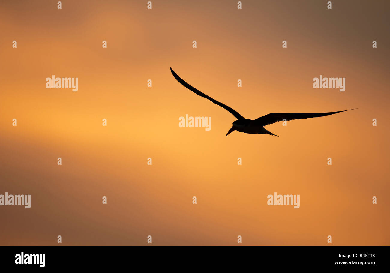 Vogel-Silhouette im Flug bei Sonnenuntergang Stockfoto