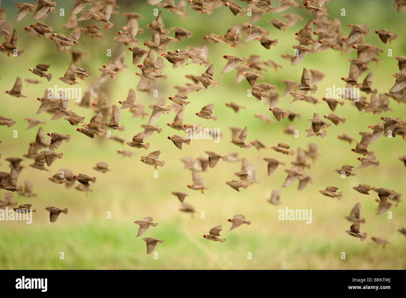 Rot-billed Webervögeln Herde im Flug Stockfoto