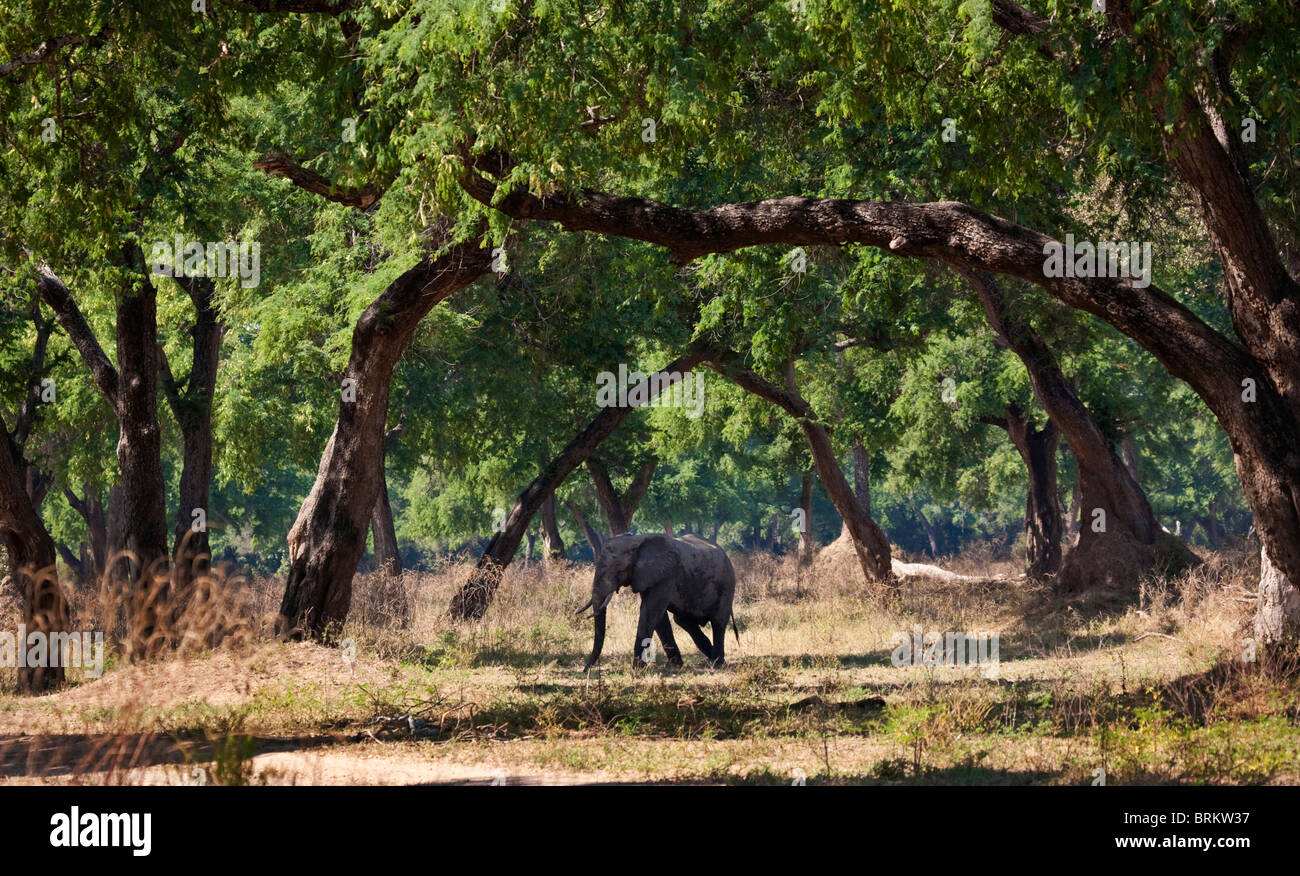 Ein Elefant unter den Feidherbia Bäumen im Mana Pools Wald wandern Stockfoto