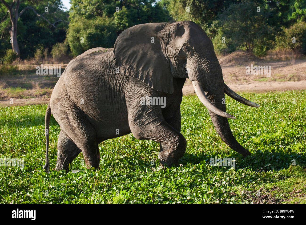 Ein Elefantenbullen zu Fuß aus einem Wasserloch bedeckt in Wasserhyazinthe Stockfoto