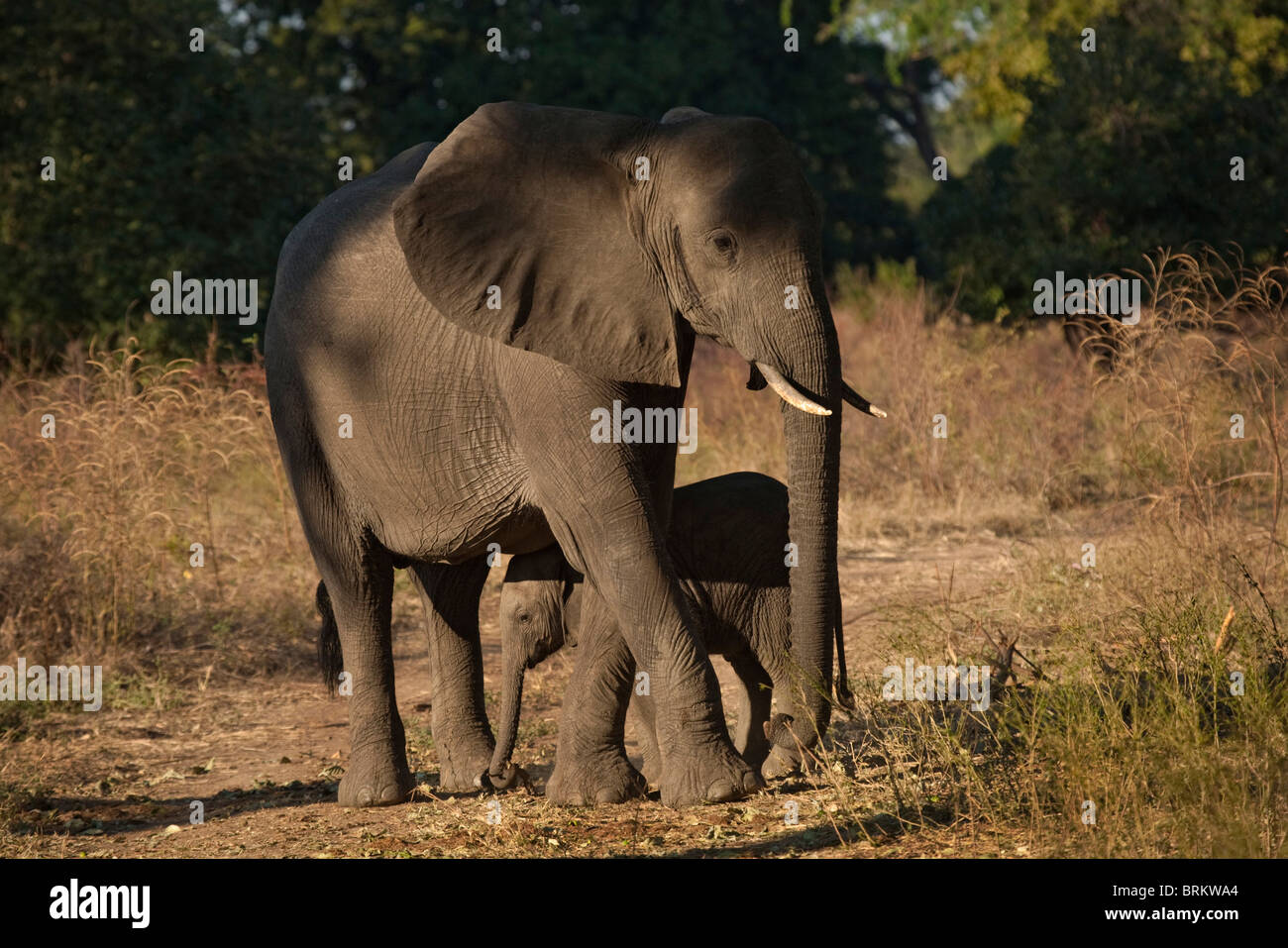 Elefanten-Kuh und Kalb ernähren sich von Feigen, die von der Baum-Overhead zu Boden gefallen sind Stockfoto