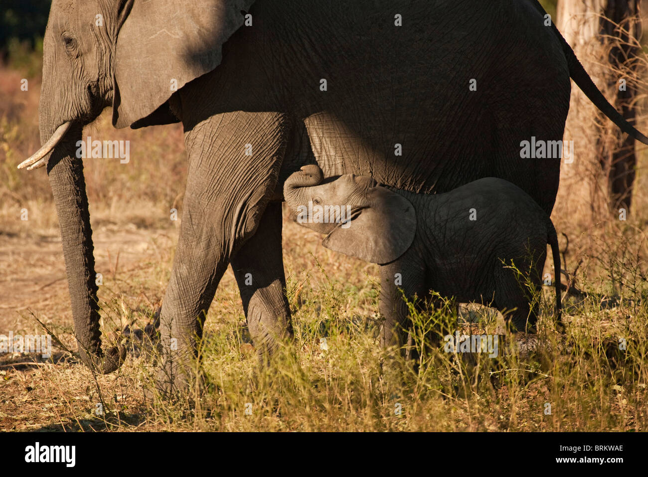 Elefant Kuh und jungen Kalb stehend Side-by-side Stockfoto
